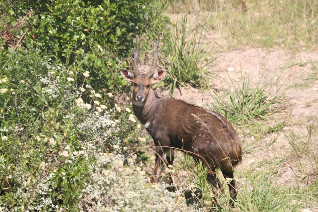 קניסנה Sirius Lodge מראה חיצוני תמונה